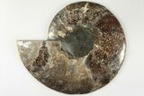 8.8" Cut & Polished Ammonite Fossil (Half) - Madagascar - #200122-1
